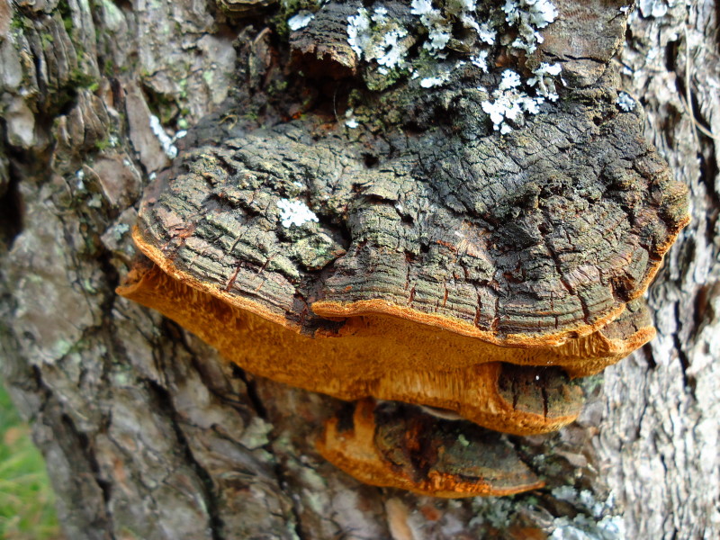 Bitorzolo legnoso